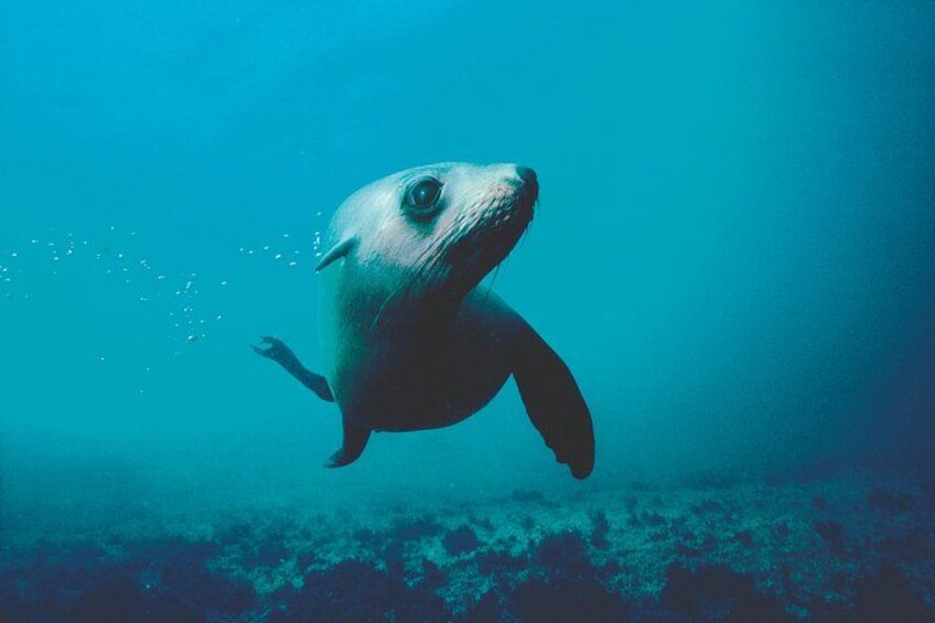 A seal swimming underwater. 4