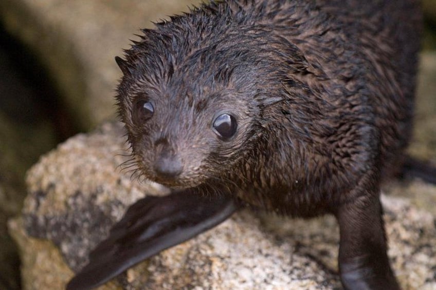 A wet animal with dark fur, possibly a seal, on a rocky surface. 1