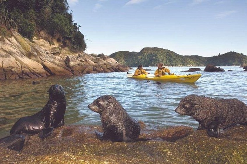 Seals on a rocky shore, kayakers in the water, and a hilly landscape in the background. 2
