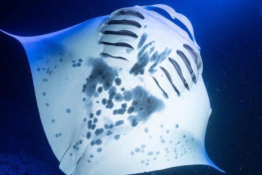 A manta ray swimming underwater. 2