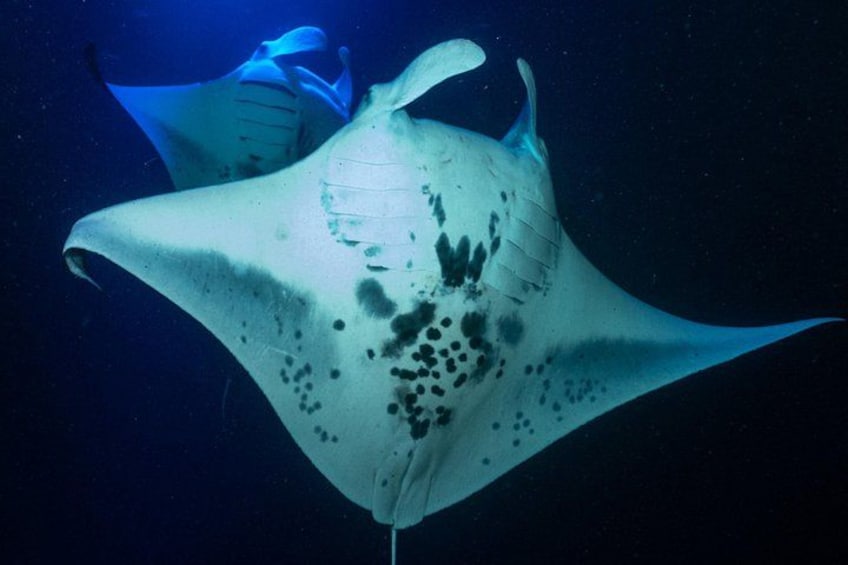 Manta Ray Night Snorkel Experience of a Lifetime 3