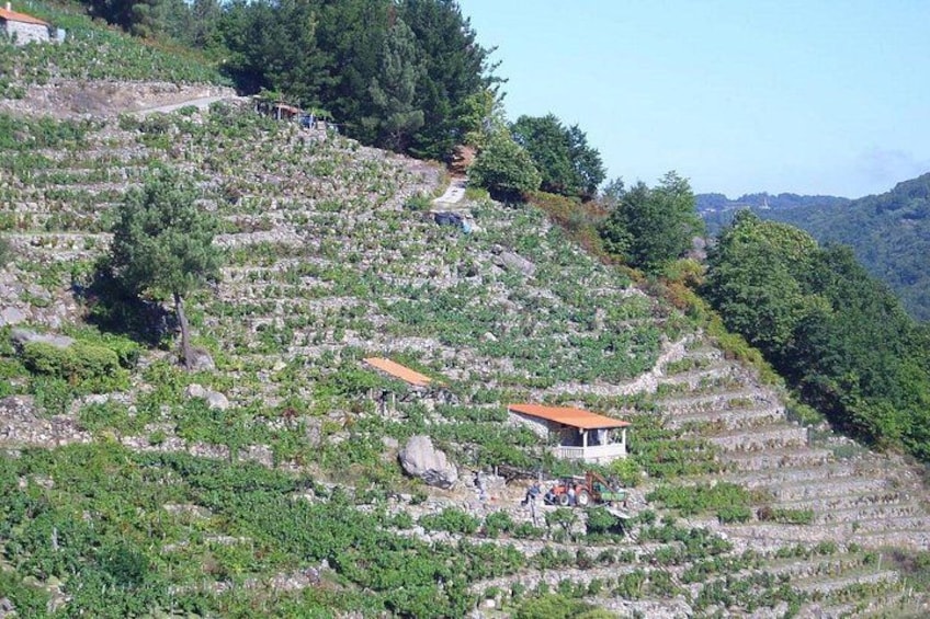 Terraced vineyards, a small building, and a mountainous landscape. 1