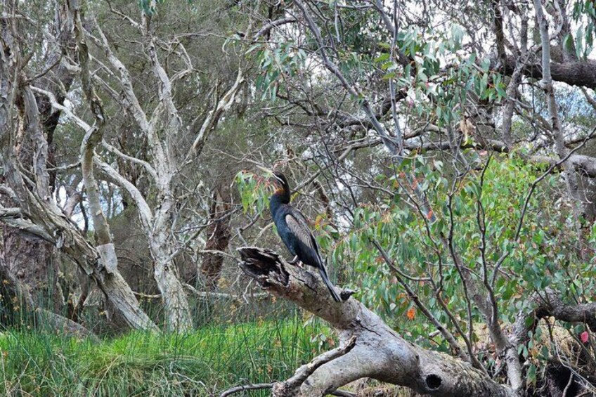 Kayak Tour on the Canning River 4