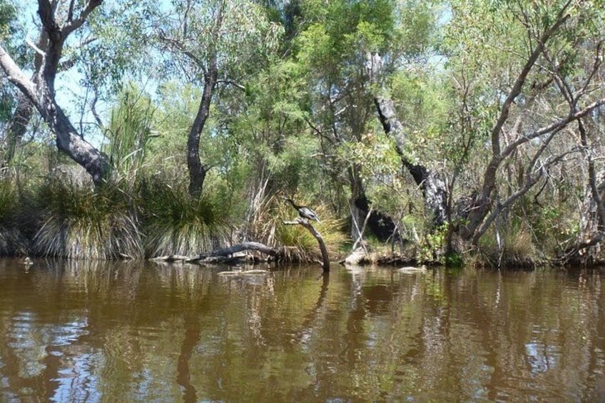 Kayak Tour on the Canning River 3