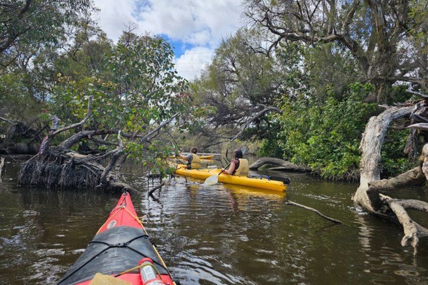 Kayak Tour on the Canning River 3