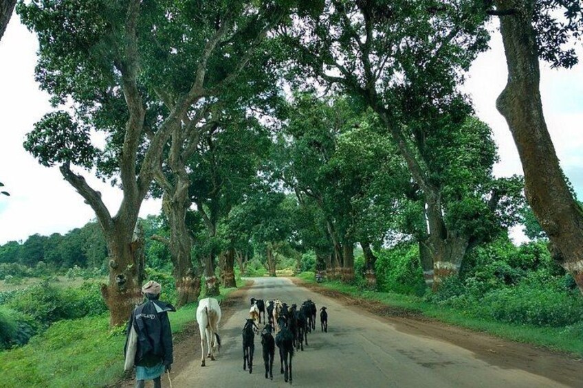 A road flanked by large trees, a group of people walking, and a cow. 3