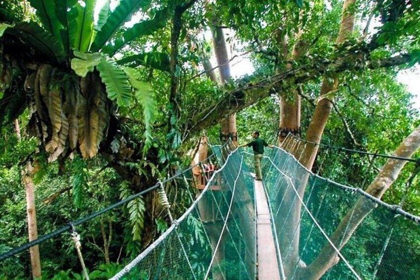 A rope bridge in a forested area with dense foliage and trees. 1