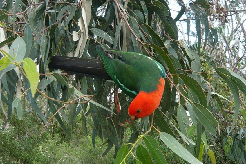 A parrot perched on a branch with green leaves and a black object nearby. 4