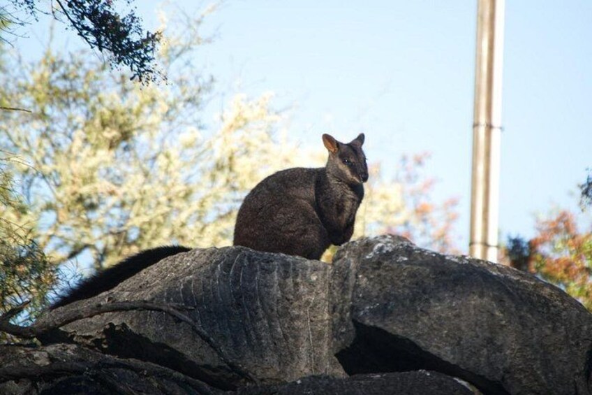 A kangaroo sitting on a large rock with trees in the background. 1