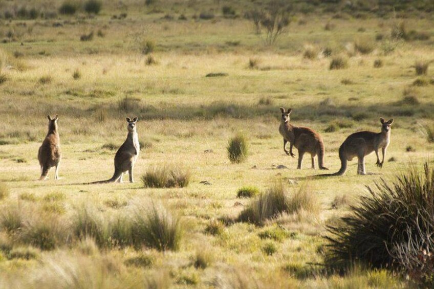 A group of kangaroos in a grassy field. 4