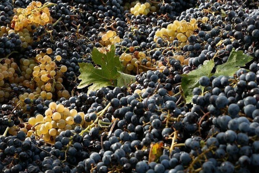 Vegan Bio Lunch with Organic Wine Tasting 4