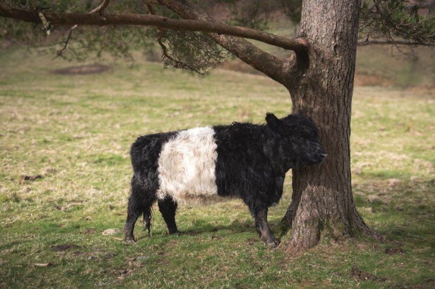 Een zwart-wit koe die onder een boom staat in een grasveld. 4
