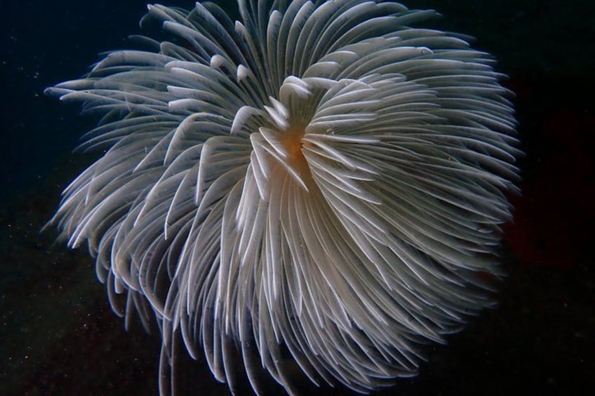 A large, white sea anemone with long tentacles. 3