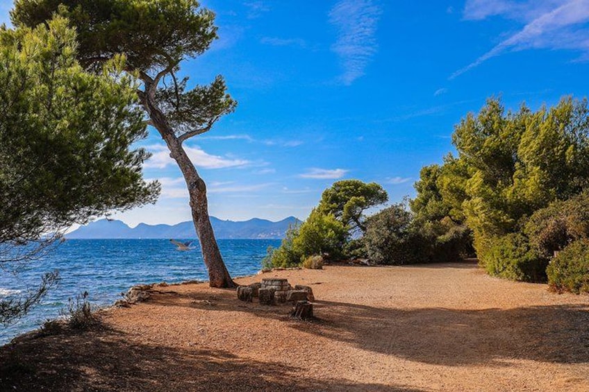 A coastal landscape with a clear sky, a sandy beach, and a pine tree. 5