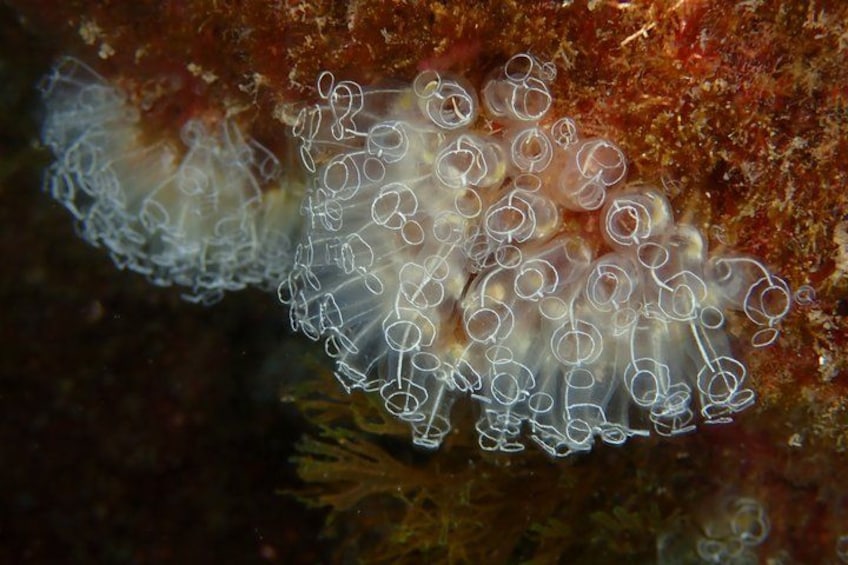 A marine organism with a translucent, bubble-like structure. 2