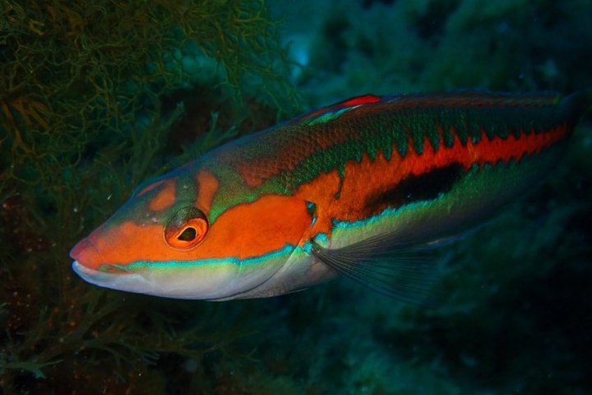 A fish with a greenish body and red fins swimming near underwater vegetation. 2