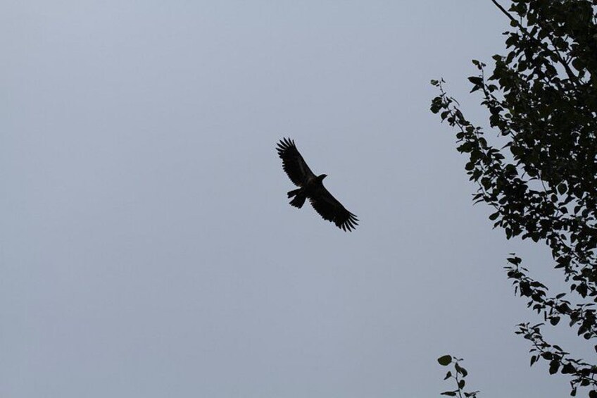 A bird flying in the sky. 5