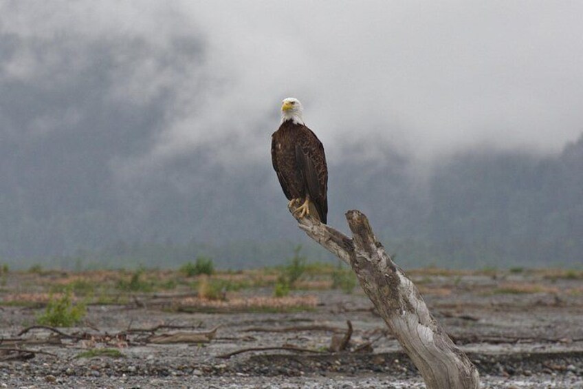An eagle perched on a branch. 2