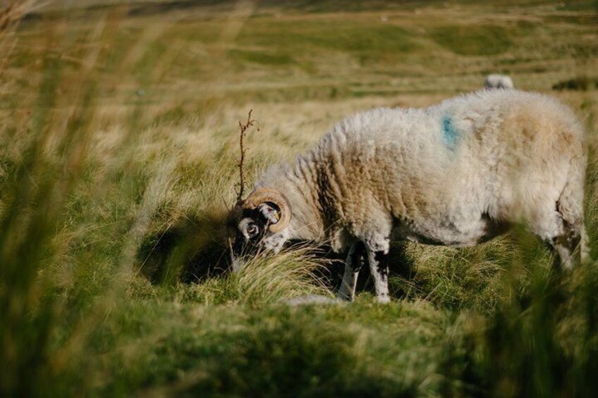 A sheep grazing in a grassy field. 5