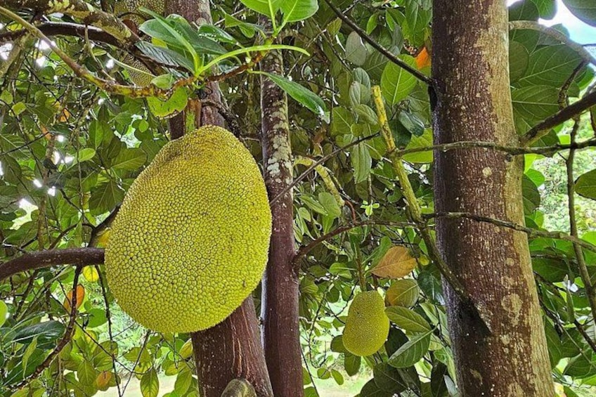 A large jackfruit hanging from a tree with dense foliage in the background. 3