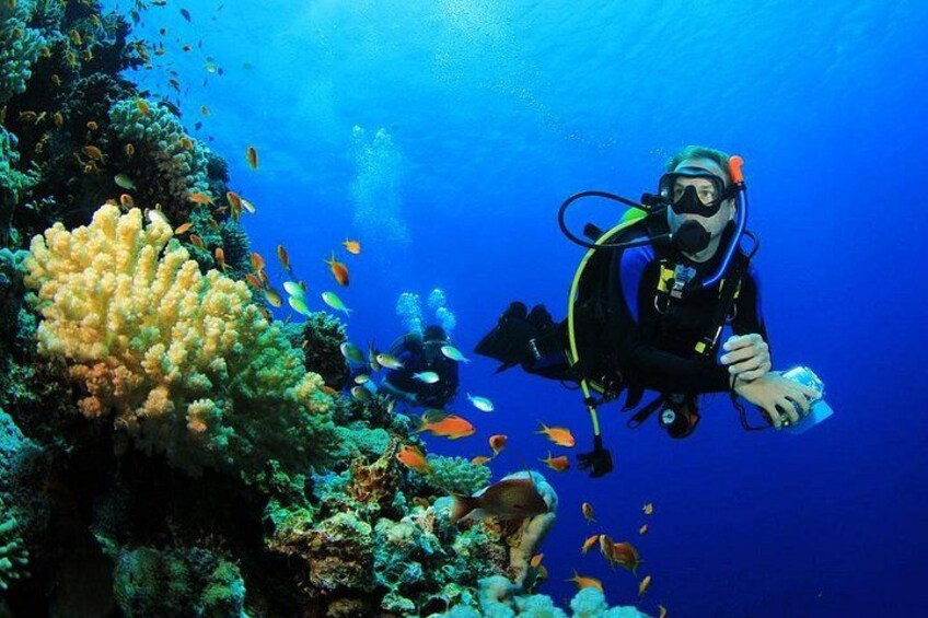 Menjangan Island Bali Diving Activity 5