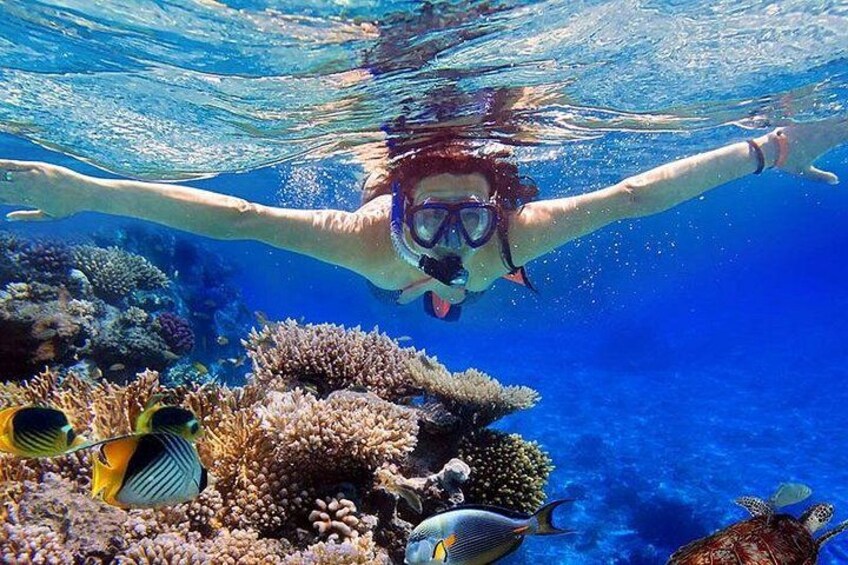Menjangan Island Bali Diving Activity 3