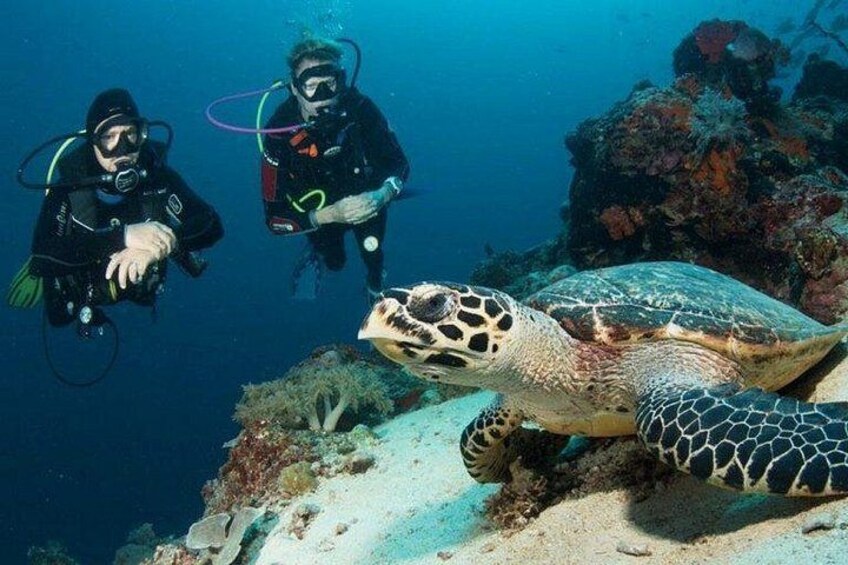 MenjanganIslandDive2 2