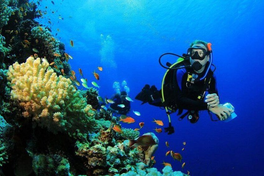 Menjangan Island Bali Diving Activity 1
