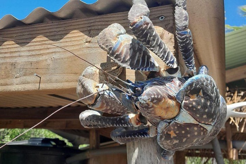 Una estructura de madera con una trampa de langosta. 3