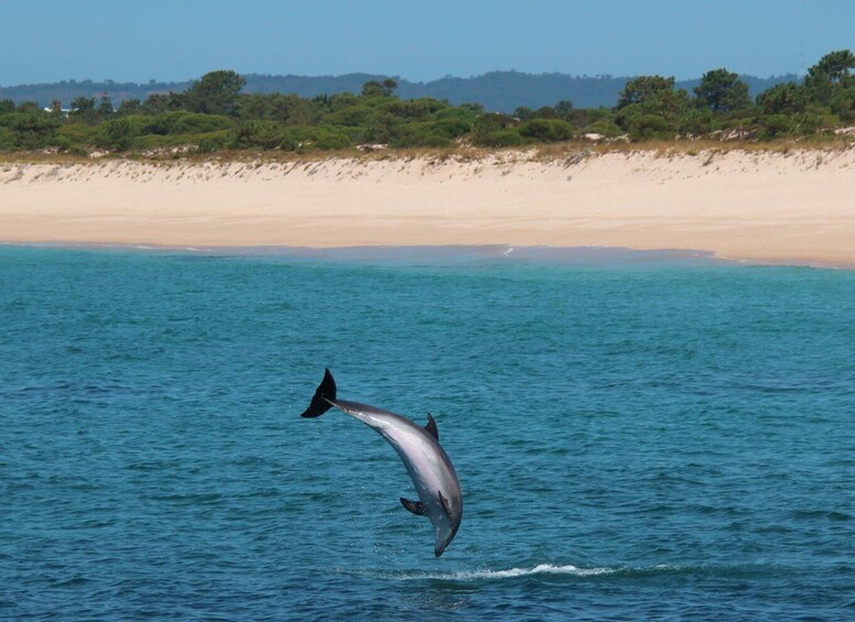 Picture 2 for Activity Setúbal: Dolphin Watching Tour 4