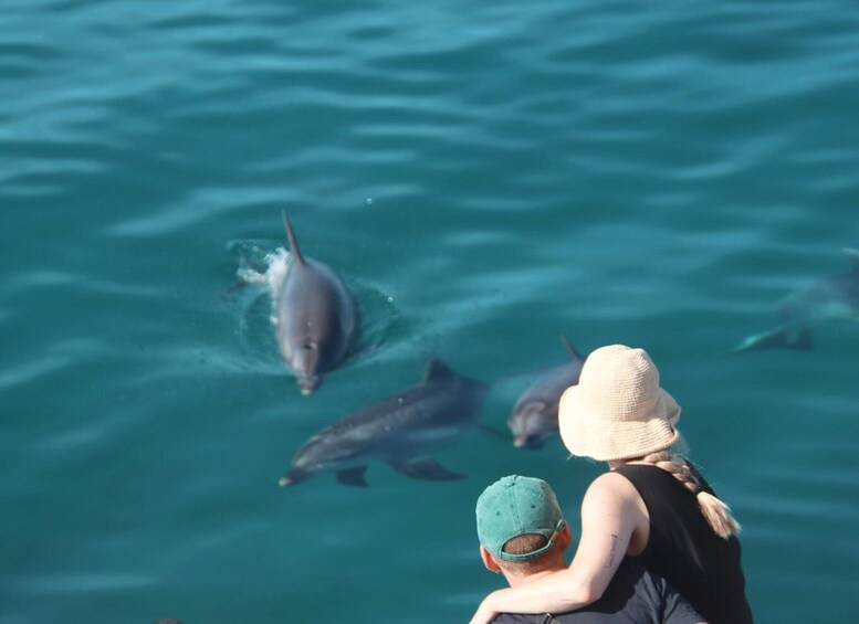 Picture 5 for Activity Setúbal: Dolphin Watching Tour 3