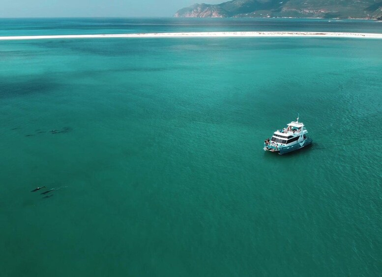 Picture 3 for Activity Setúbal: Dolphin Watching Tour 5