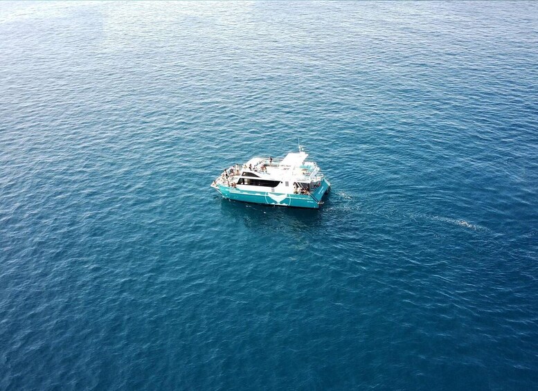 Setúbal: Dolphin Watching Tour 2