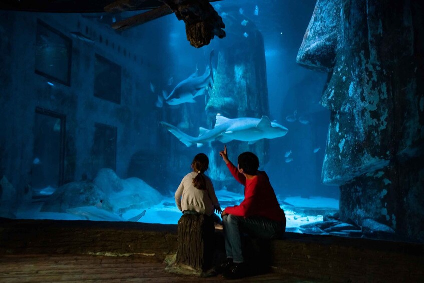 Dos personas observando tiburones en un acuario. 3