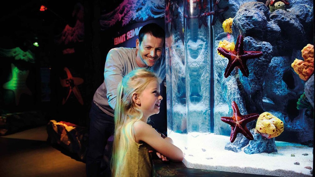 Un niño y un adulto observando un acuario con estrellas de mar y rocas. 2