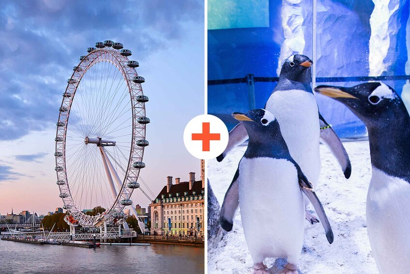 Una noria y pingüinos. 1