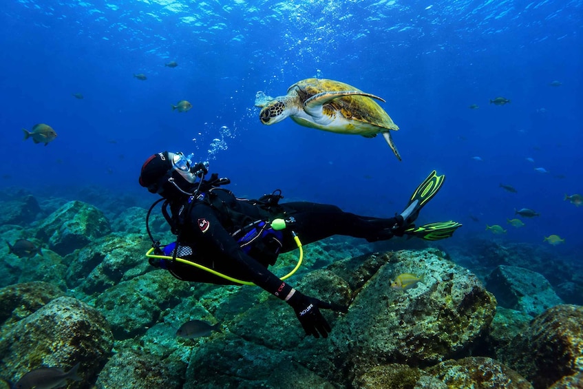 Picture 1 for Activity Tenerife: Discover Scuba Diving with Free Photos 2