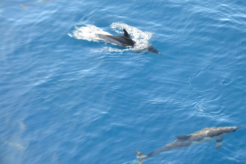Picture 12 for Activity From Morro Jable: Dolphin and Whale Watching by Speedboat