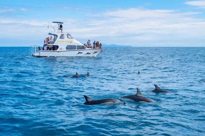 En båd kaldet 'Dolphin Safari' med passagerer og delfiner, der svømmer i nærheden. 3