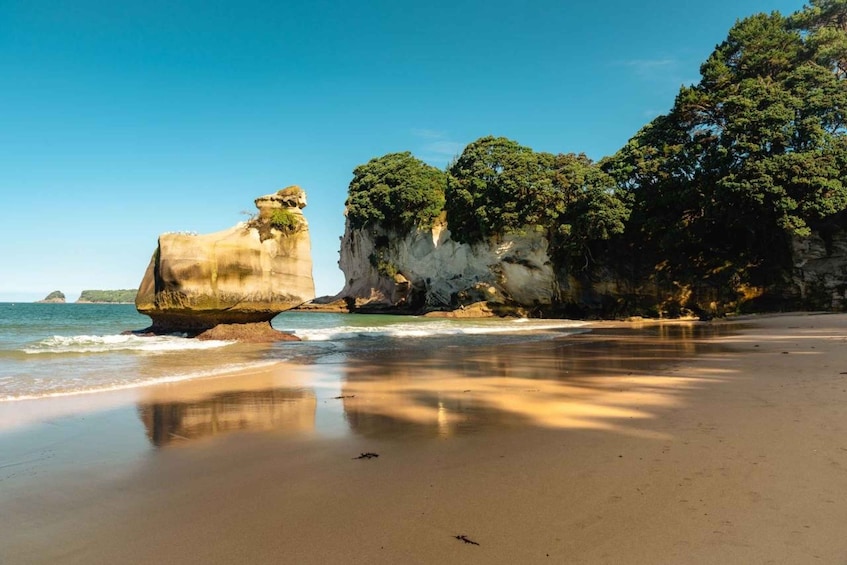 Picture 5 for Activity Auckland: Cathedral Cove & Hot Water Beach Tour with Lunch 3
