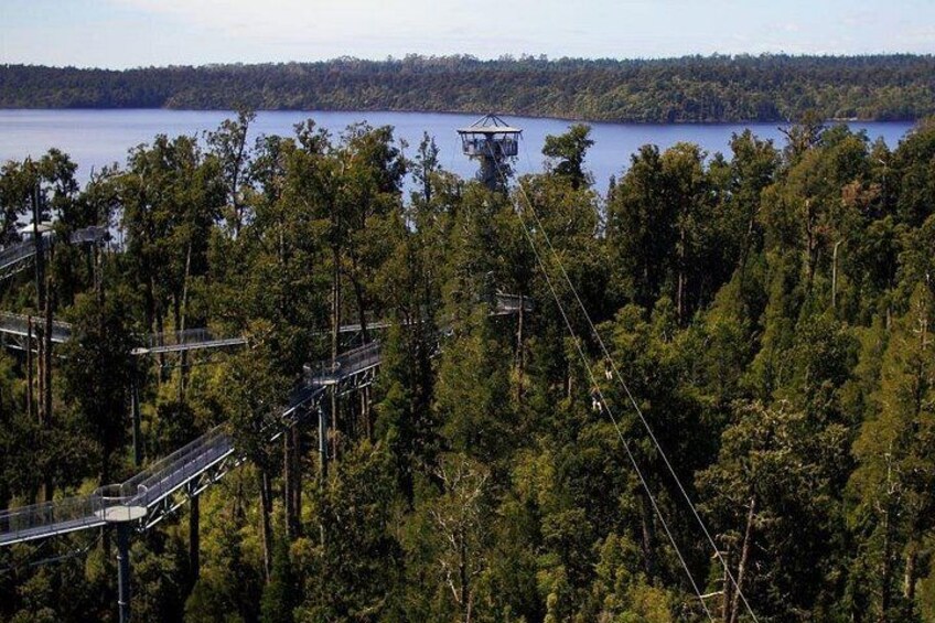 Un área boscosa con un puente colgante y una estructura tipo torre sobre una masa de agua. 1