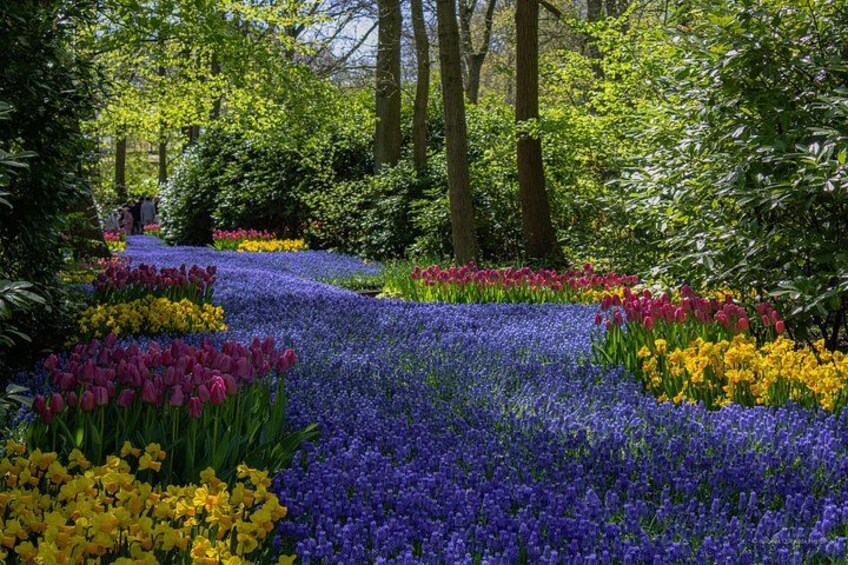 A garden with rows of purple, yellow, and pink flowers, surrounded by trees. 2