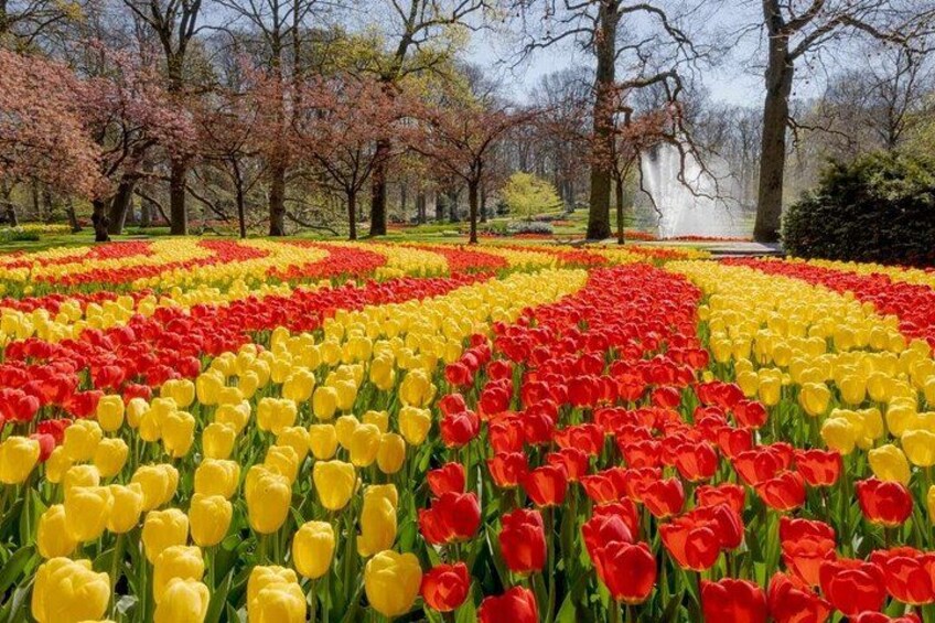 A tulip field with rows of red and yellow flowers, trees, and a fountain in the background. 1
