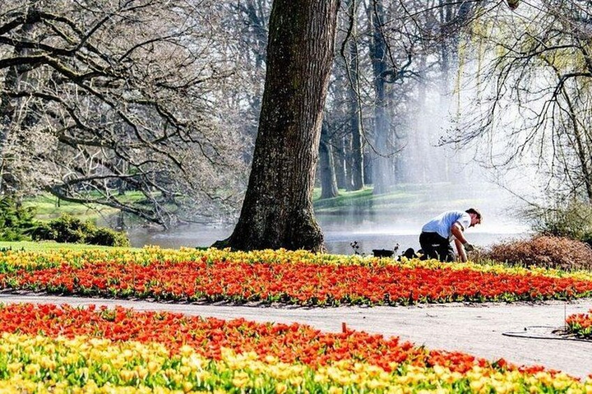 A park with tulips, a large tree, and a person tending to the flowers. 5