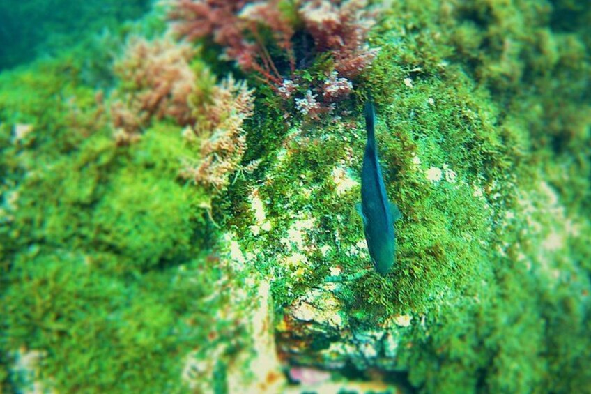 Guided snorkeling route in the Strait Natural Park 2