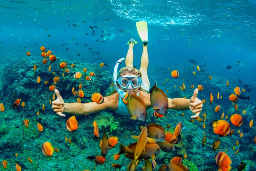 En person som snorklar under vattnet, omgiven av färgglada fiskar. 1