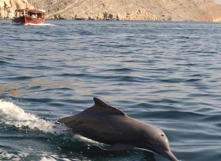 Un delfín nada cerca de una costa rocosa, con un barco al fondo. 4