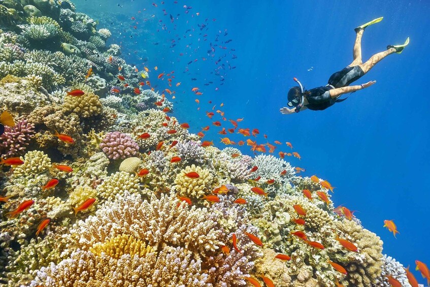 Un buzo nada cerca de un arrecife de coral con varios peces. 1