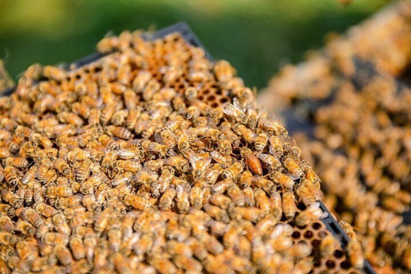 Small-Group Beekeeping Experience in Tauherenikau 4