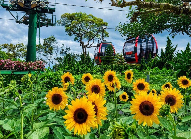 Picture 7 for Activity Hoi An/Da Nang: Bana Hills & Golden Bridge Small Group Tour 4